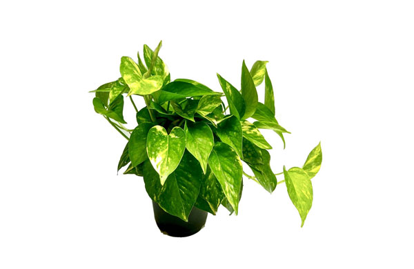 Money plant