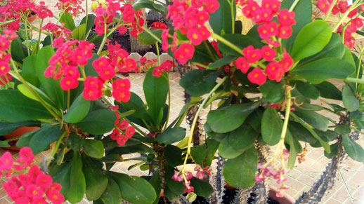 Euphorbia milii 