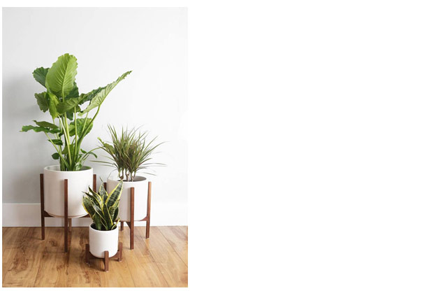 How to care for houseplants