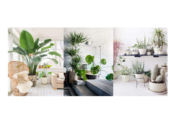 How to care for houseplants