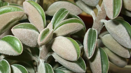 Peperomia