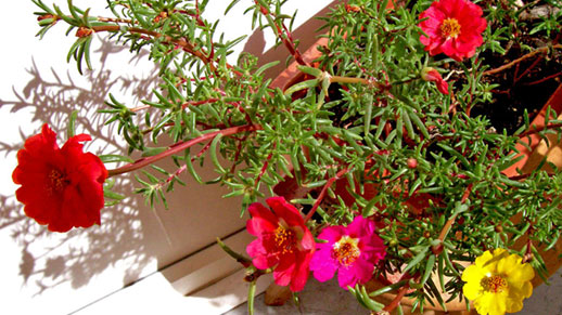 Portulaca grandiflora  