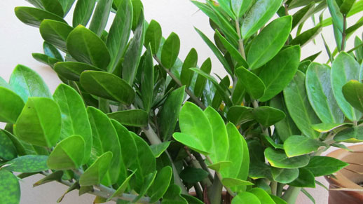 Zamioculcas zamiifolia